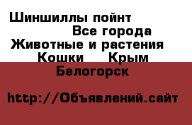 Шиншиллы пойнт ns1133,ny1133. - Все города Животные и растения » Кошки   . Крым,Белогорск